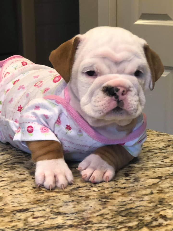 Princess Poppy | Dec 2019