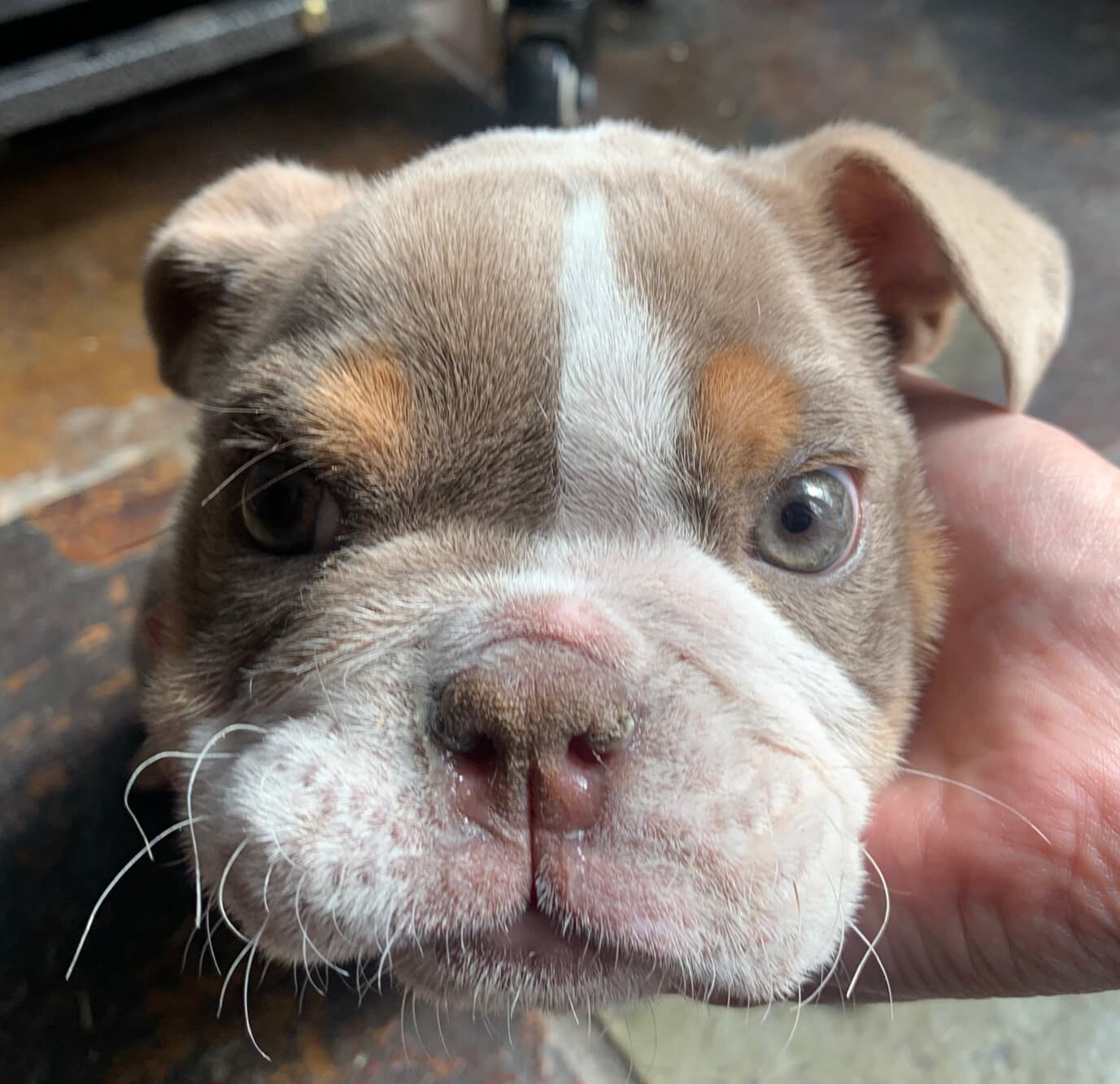 Dixie | May 2020