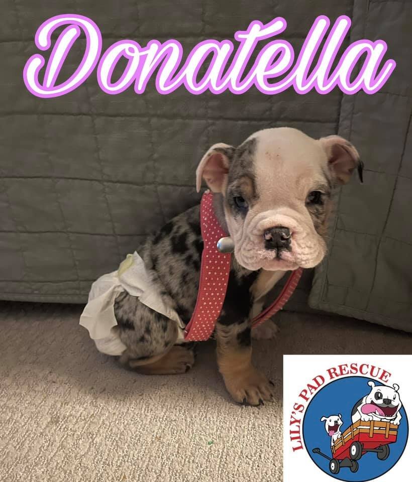 Donatella | February 2021