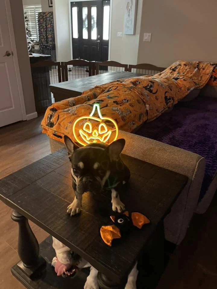 Pumpkin December 2025
