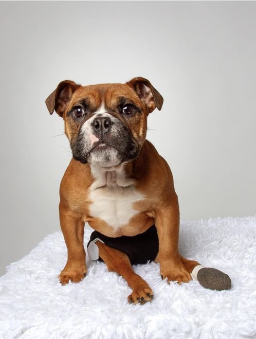 Dasher December 2025