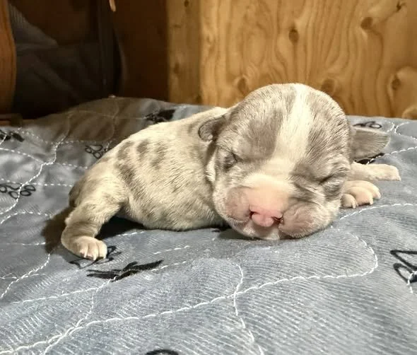 Brigid February 2026