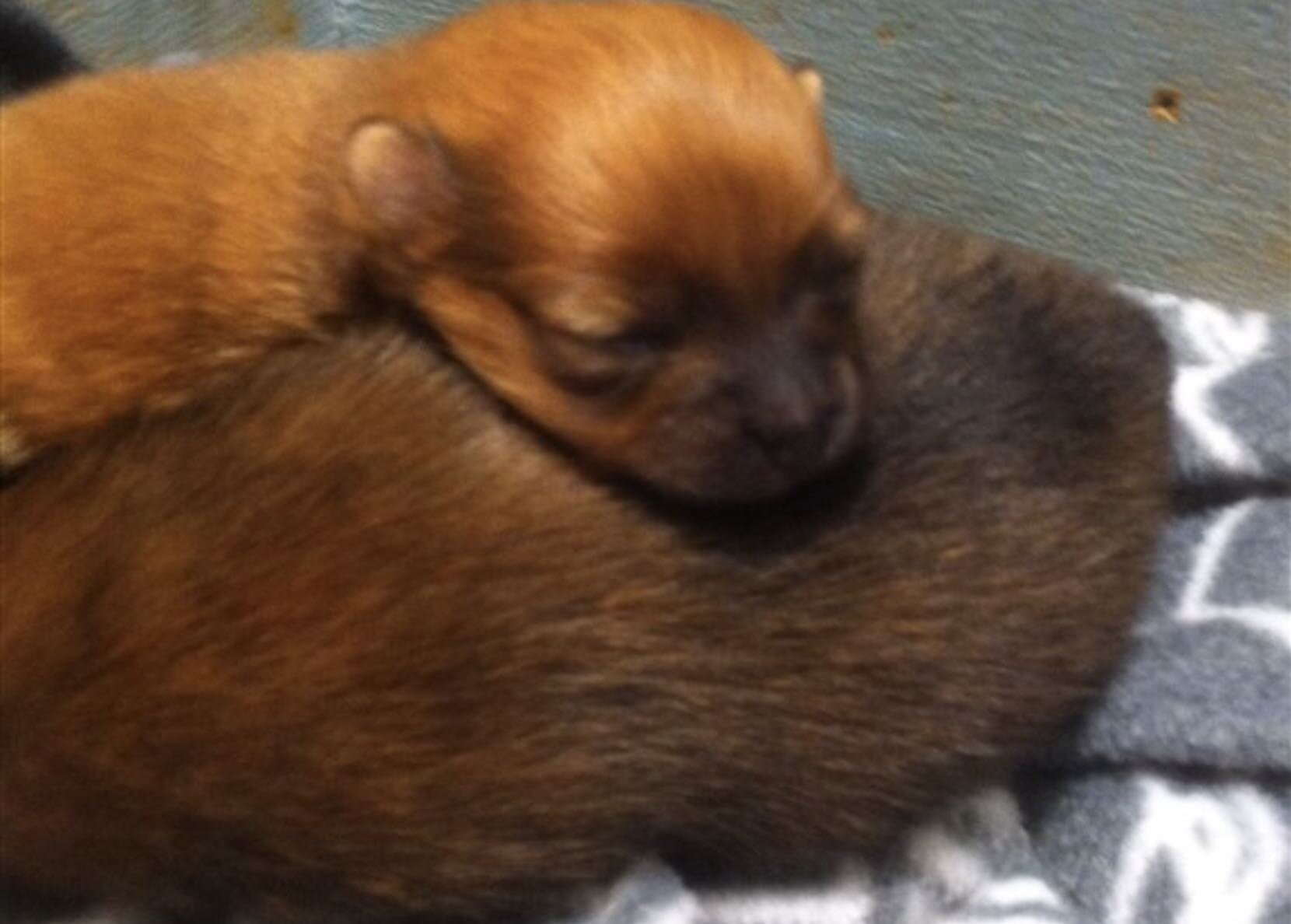 Funny Pomeranian Puppies Newborn