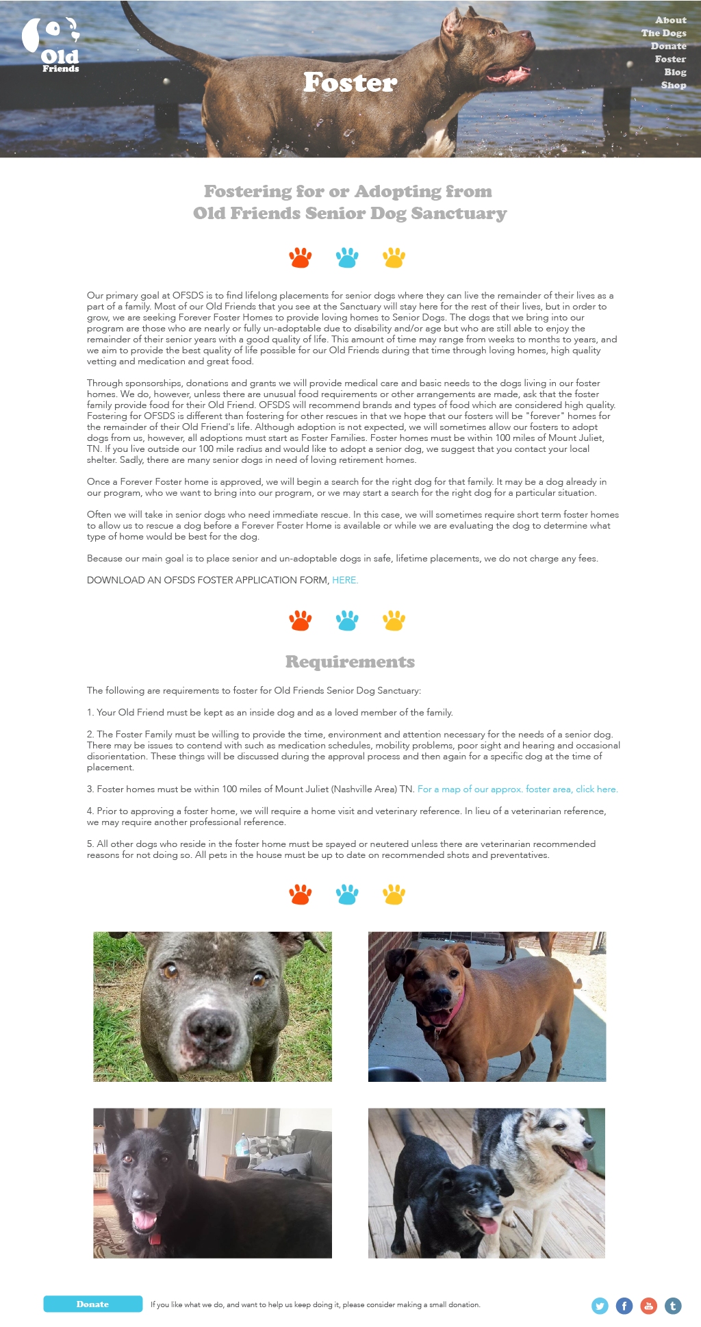 elderly dog sanctuary