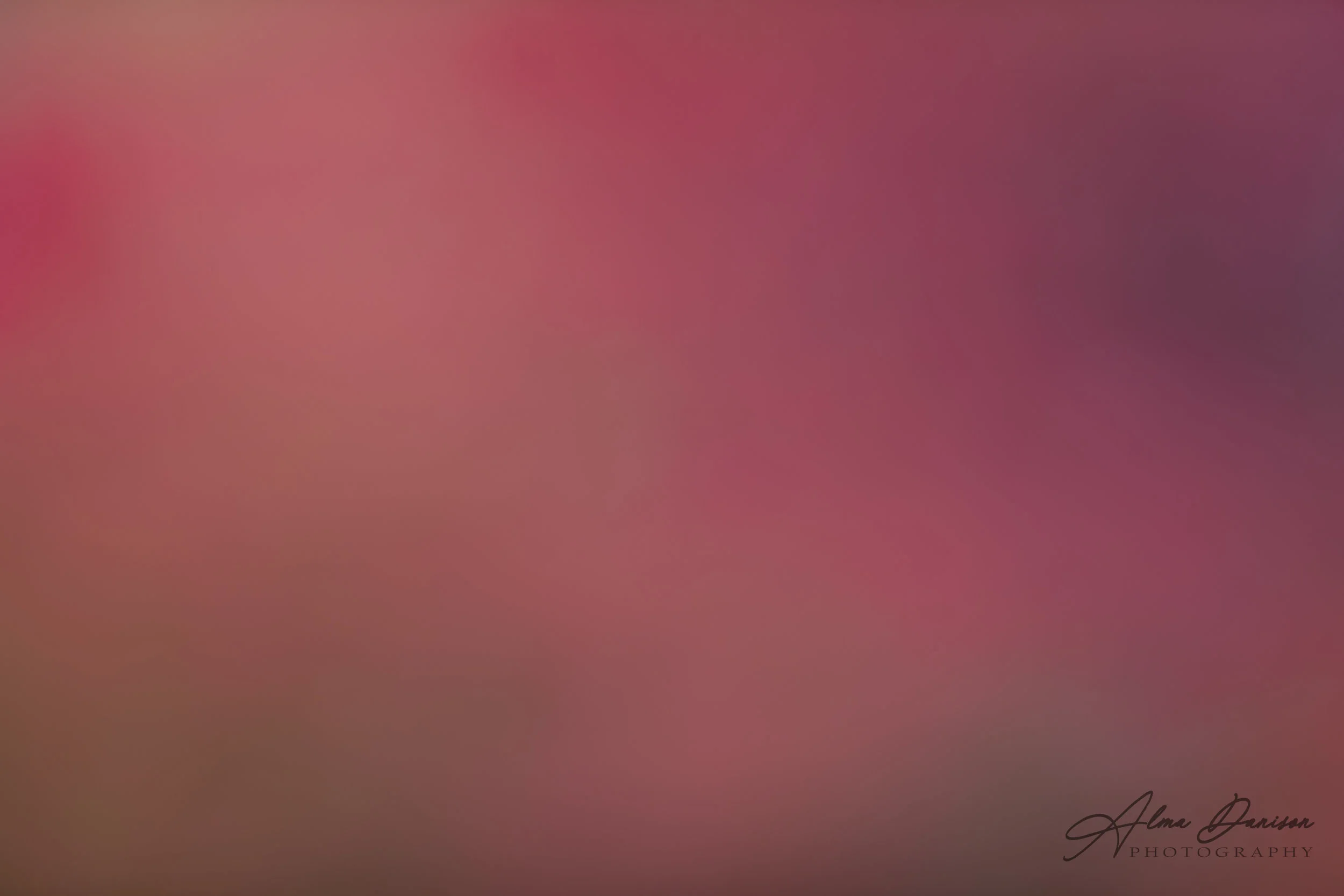 Pink Rose - id 2525 - 6720x4480 px
