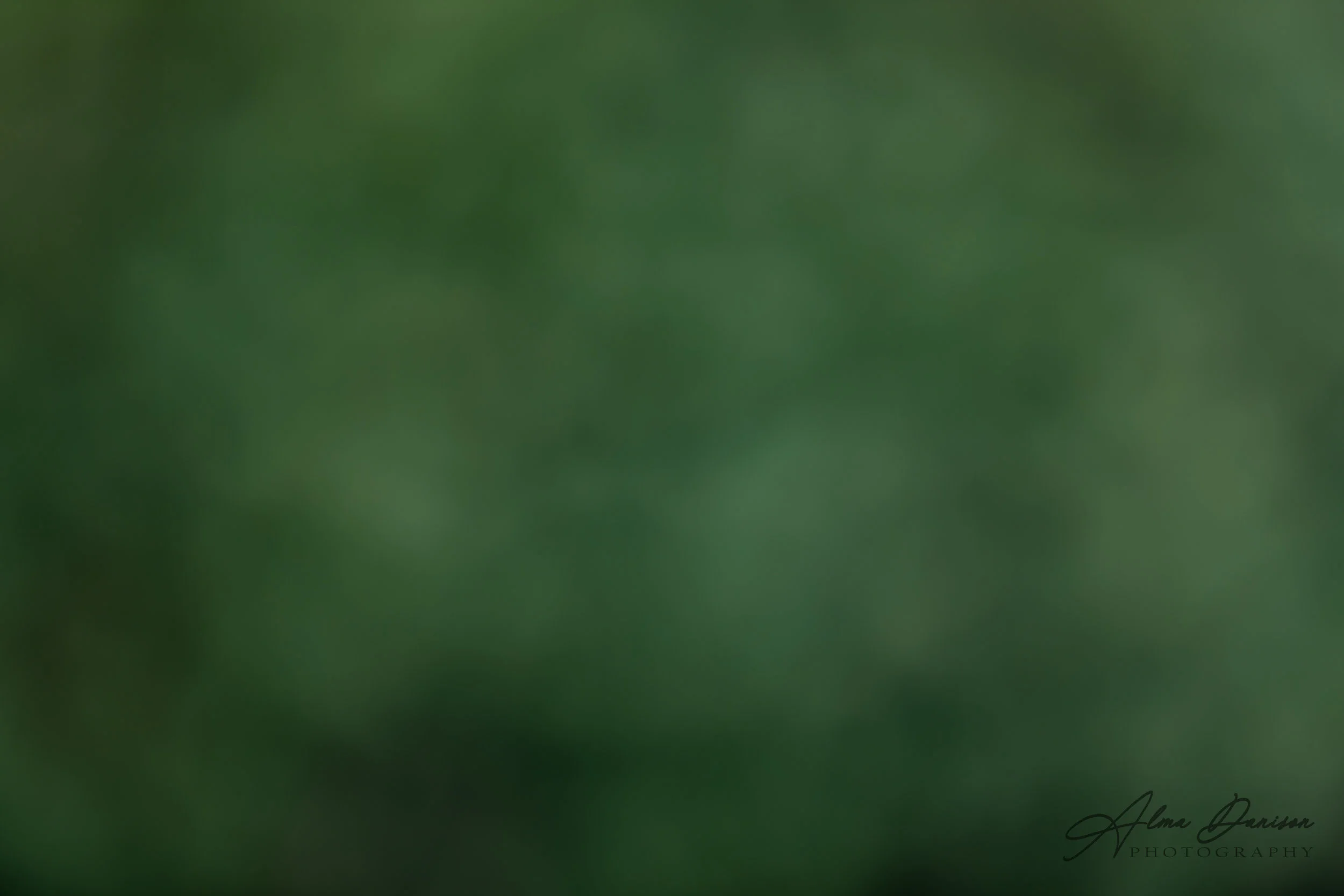 Forest Green - id 2655 - 6720x4480 px