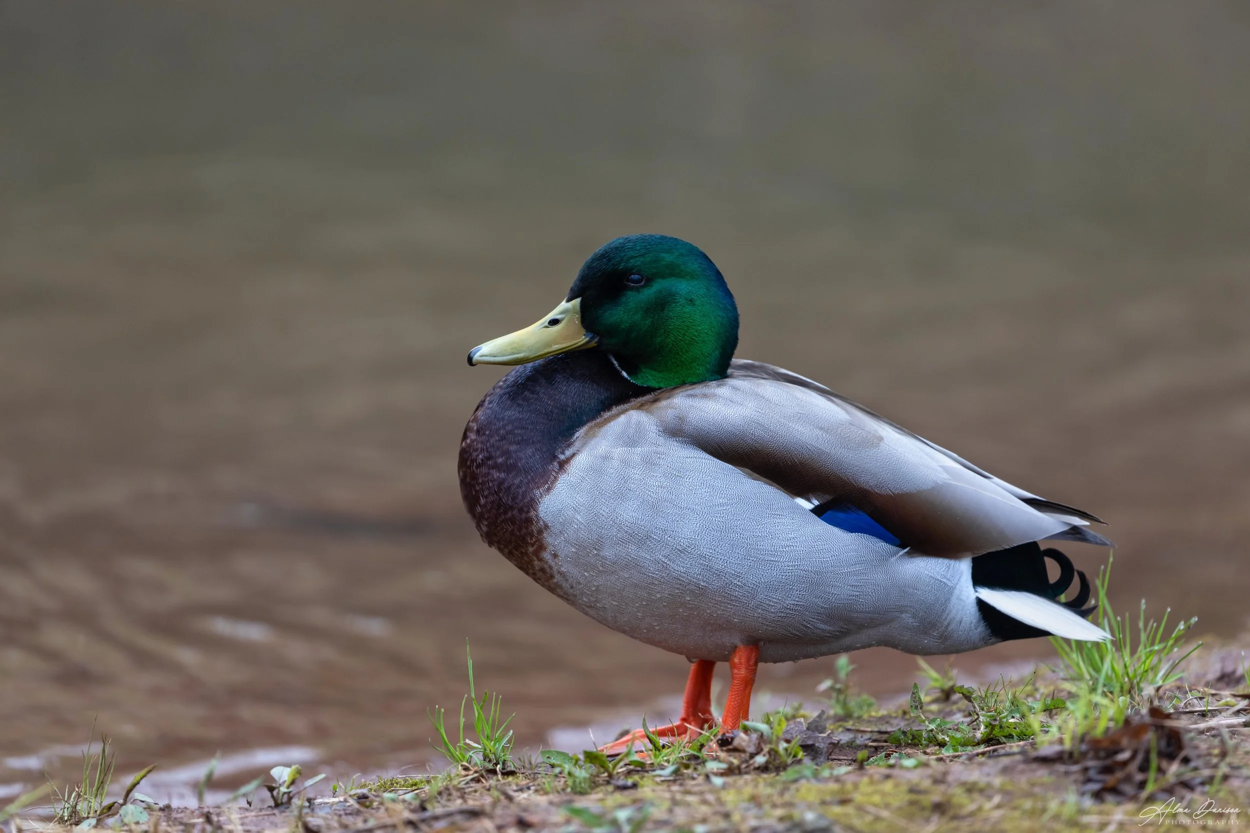 Resting Mallard - id 6920 - 6514x4343 px