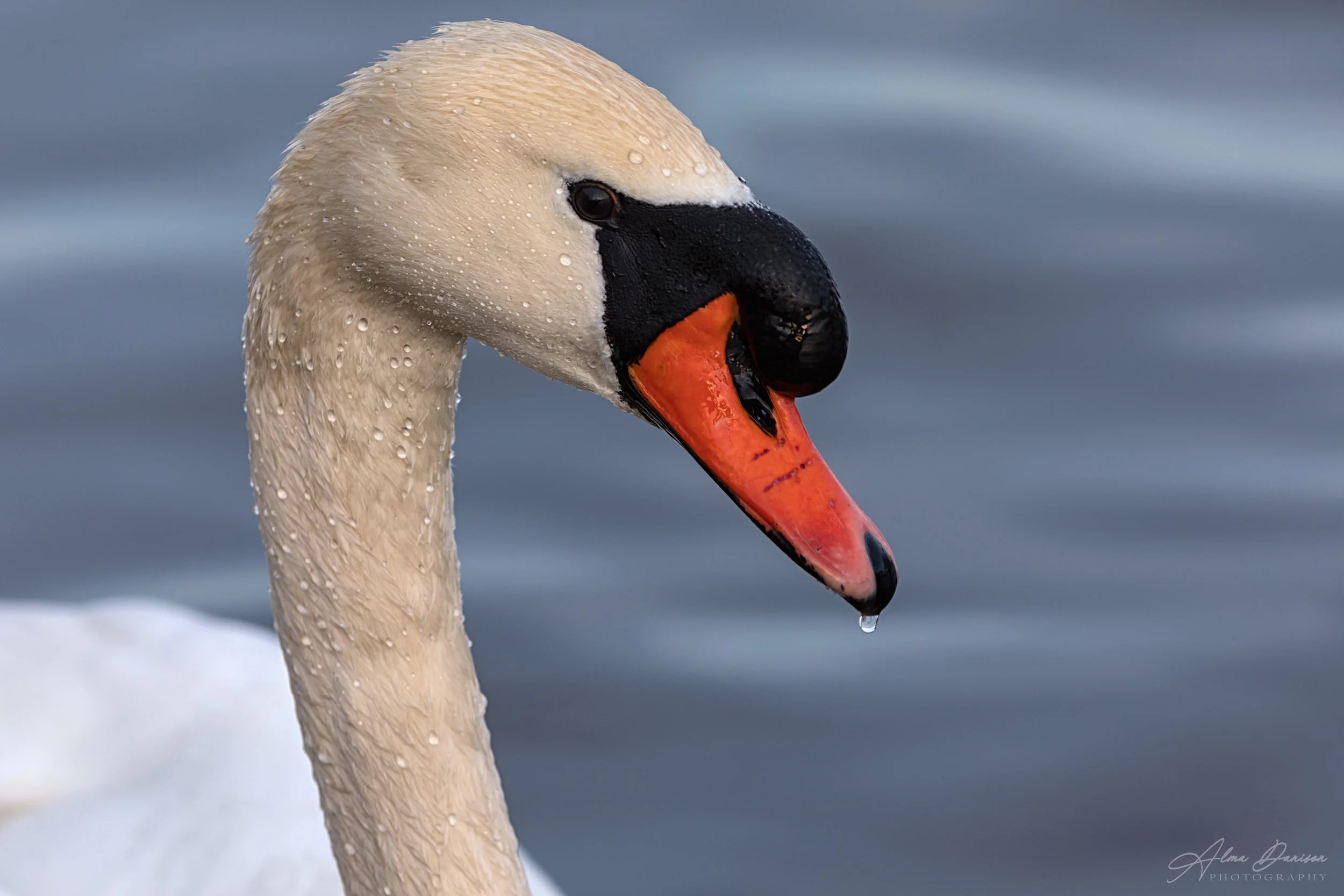 Swan Portrait