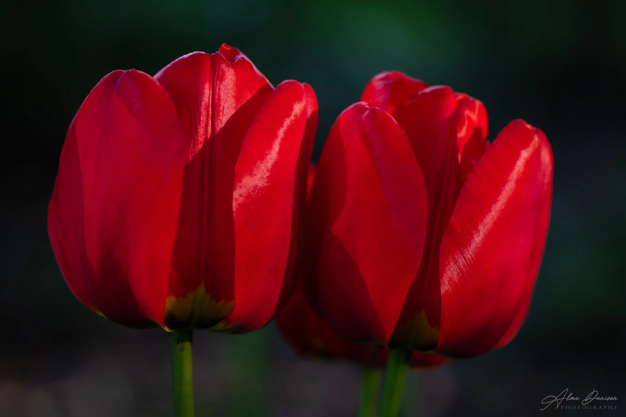 Twin Red Tulips
