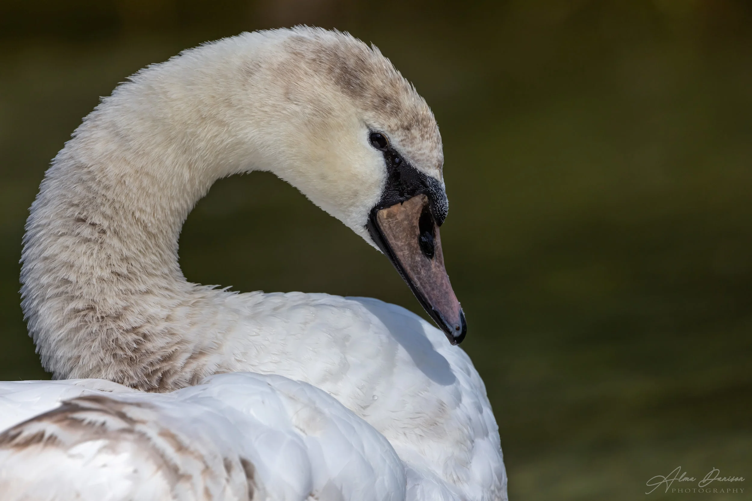 The Young and the Beautiful Swan