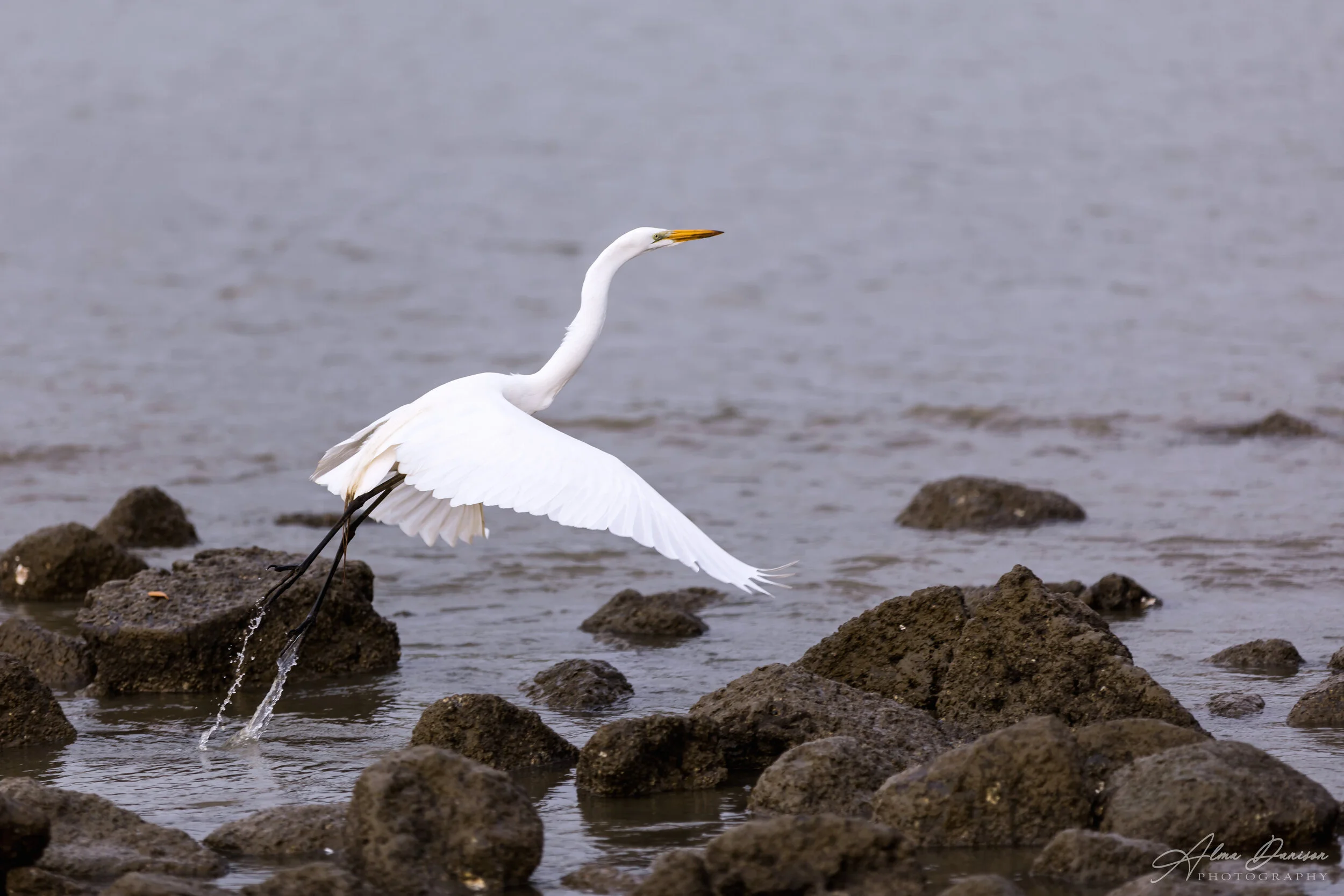 Great Egret Taking off