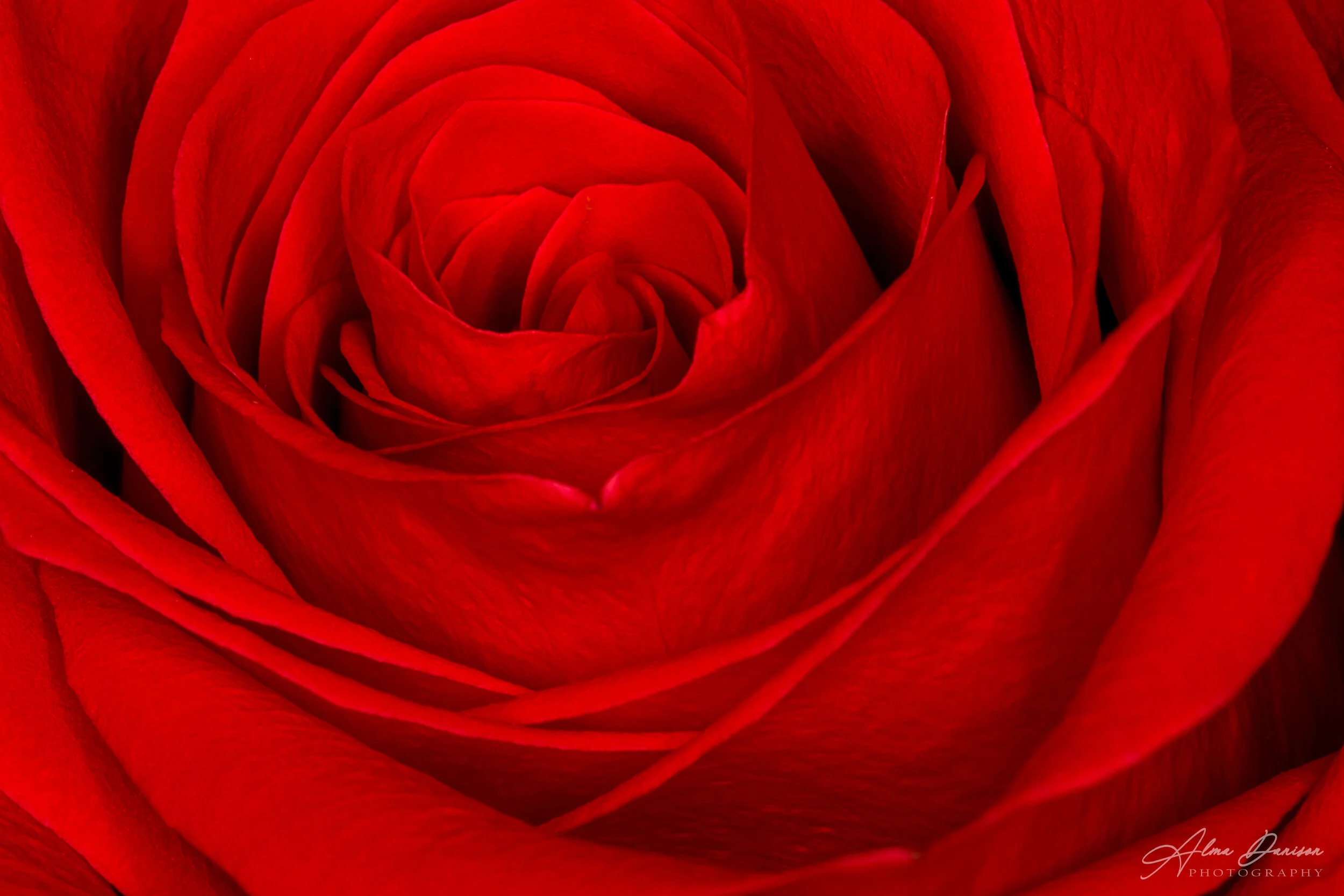 Red Rose