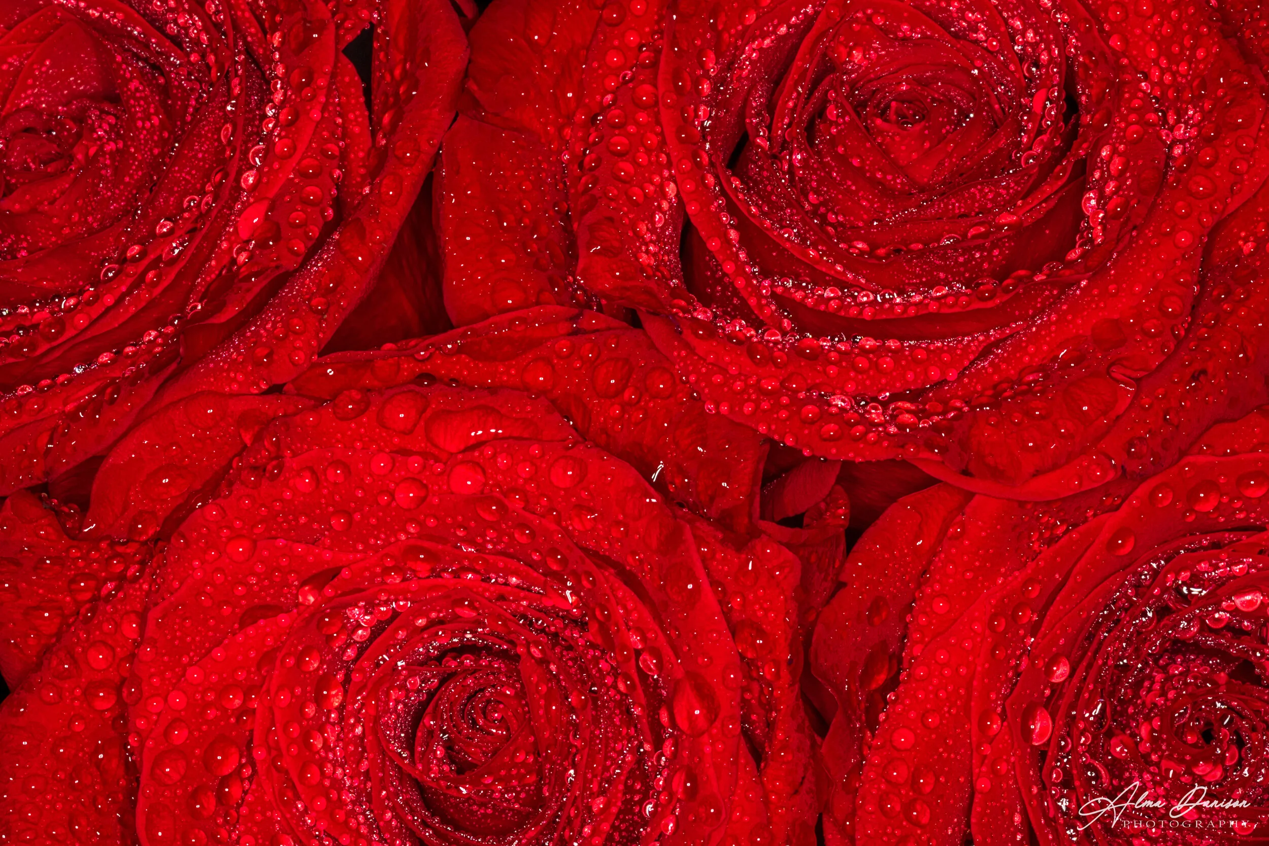Four Red Roses