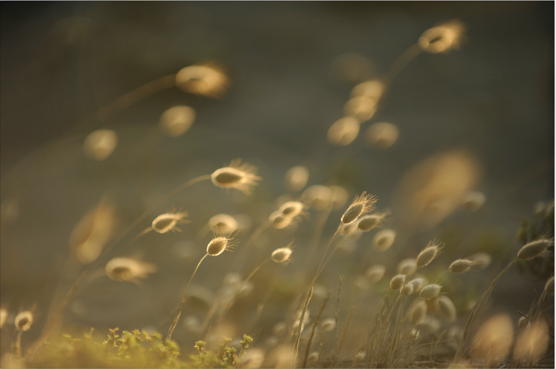 Screen Shot 2019-02-13 at 11.16.37 AM.png