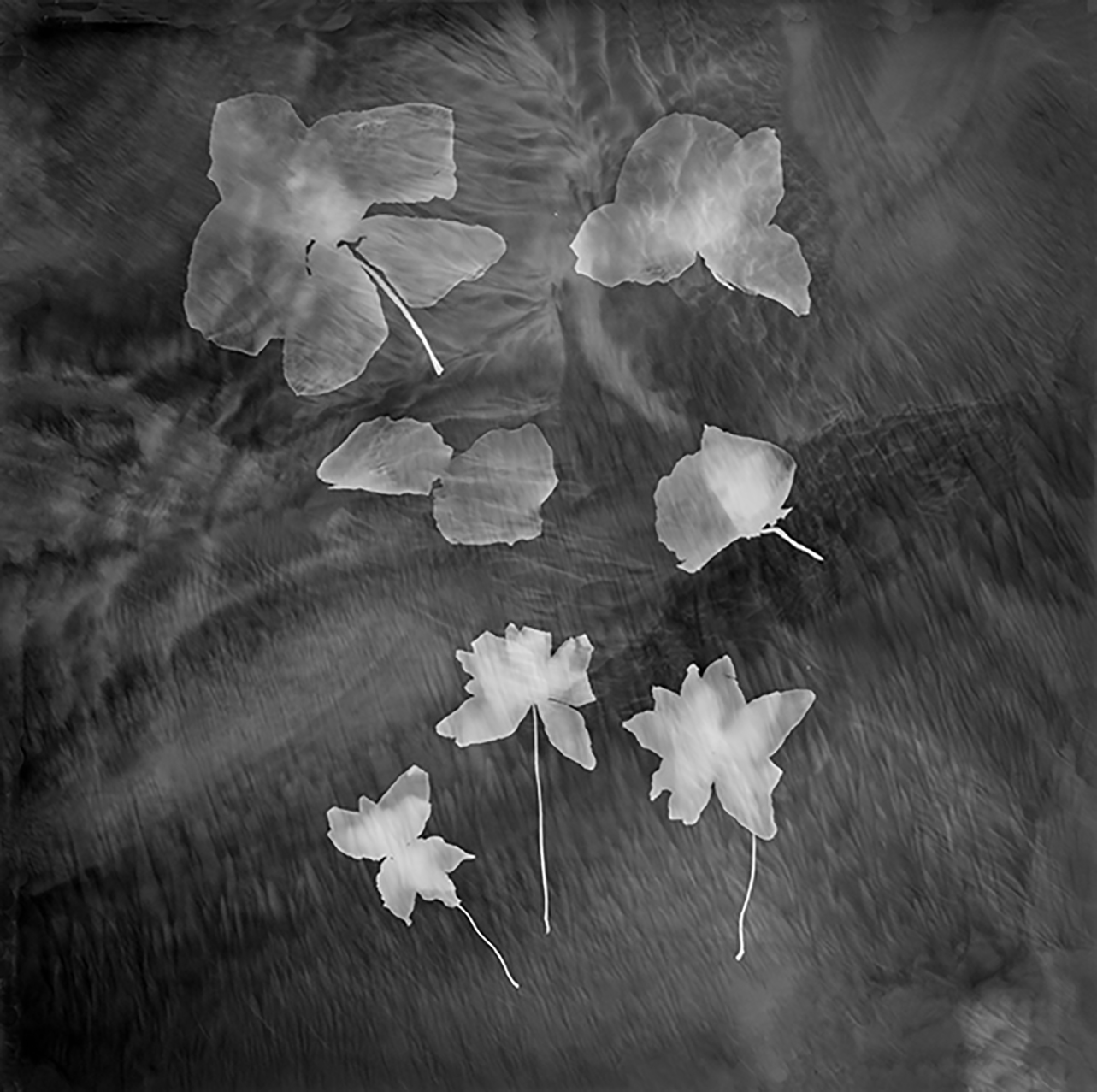 Dancing Flowers.jpg