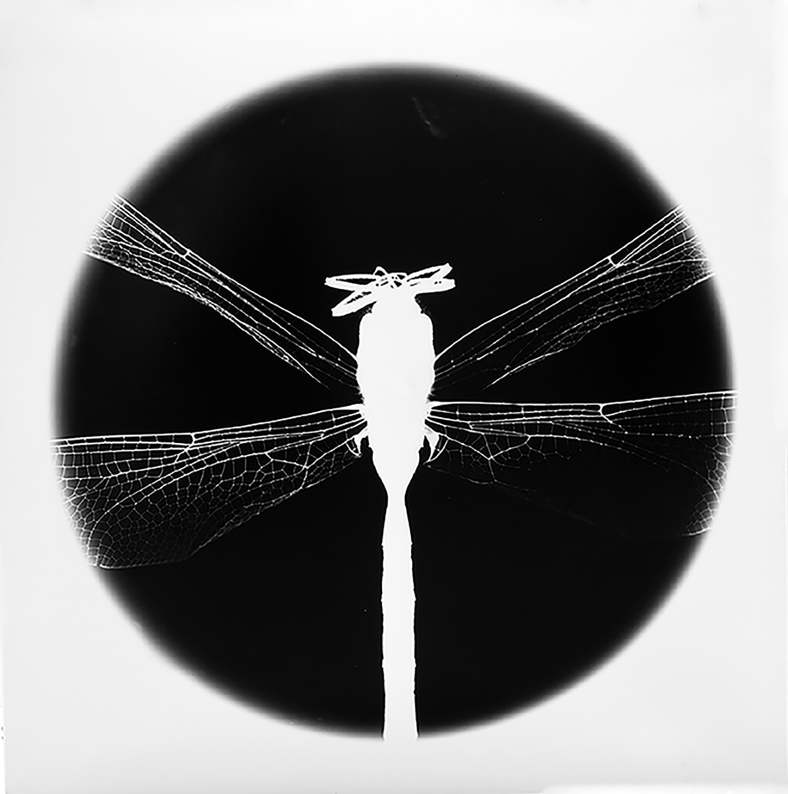 Dragon Fly.jpg