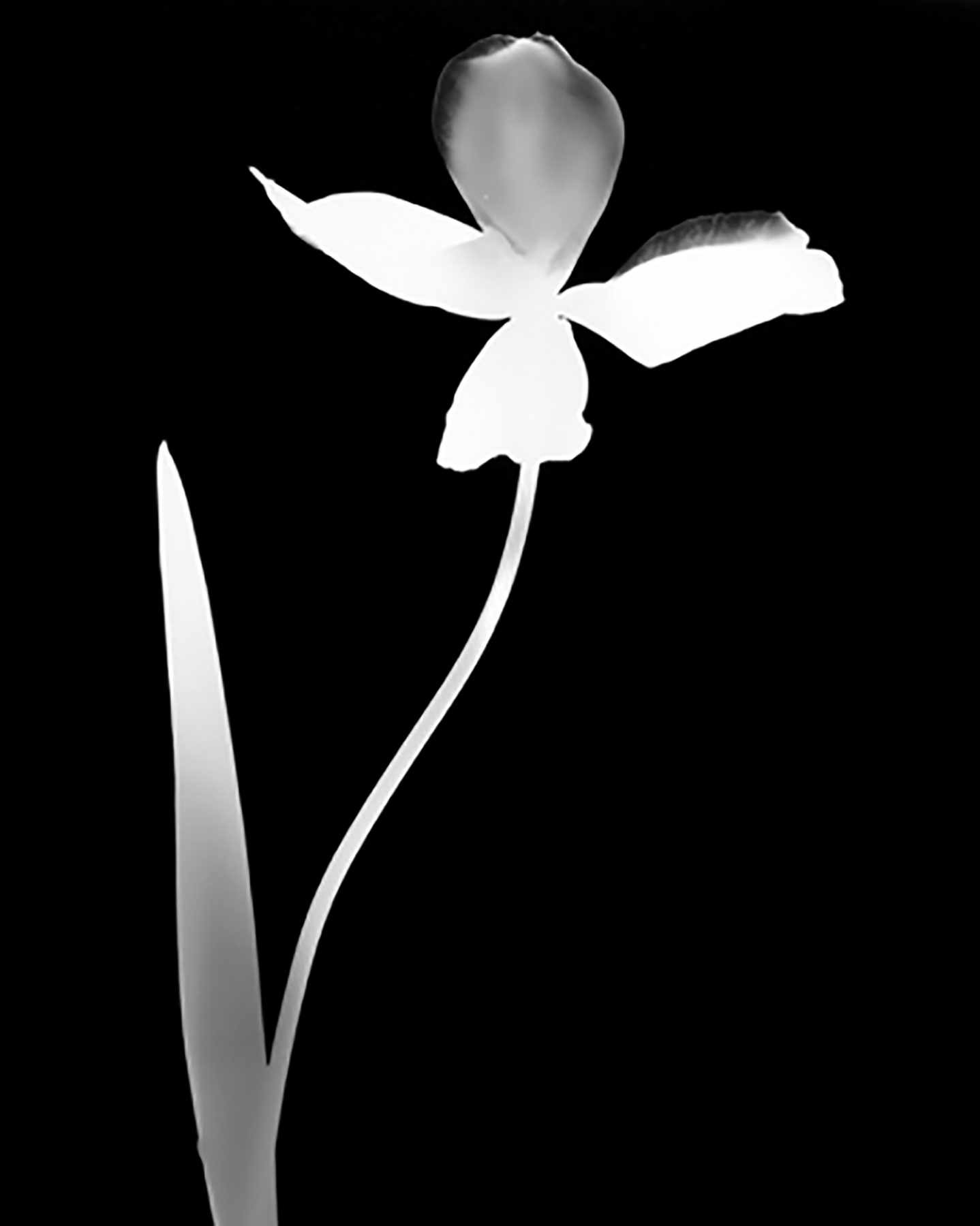 Flower.jpg
