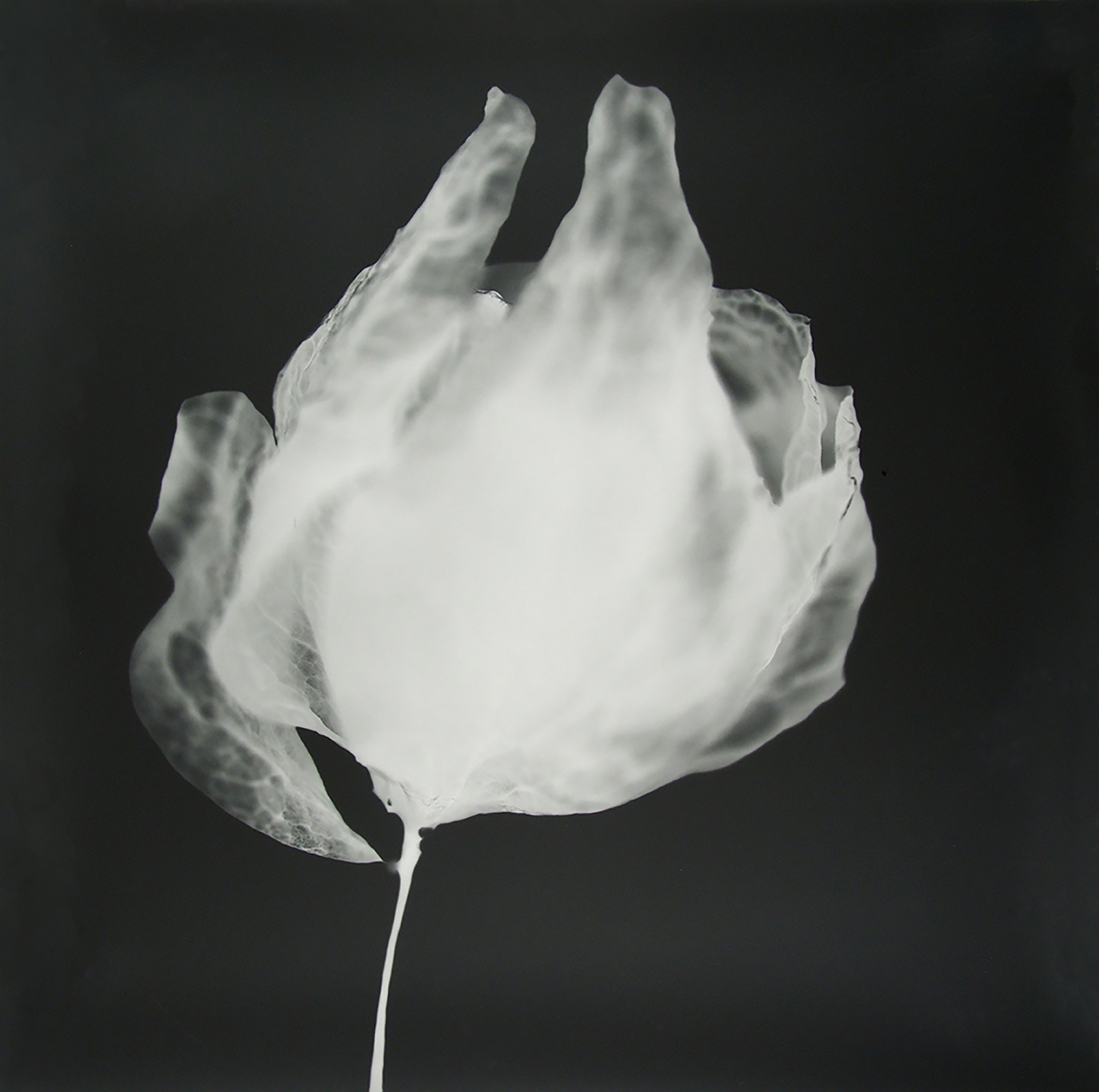 Flower 1.jpg