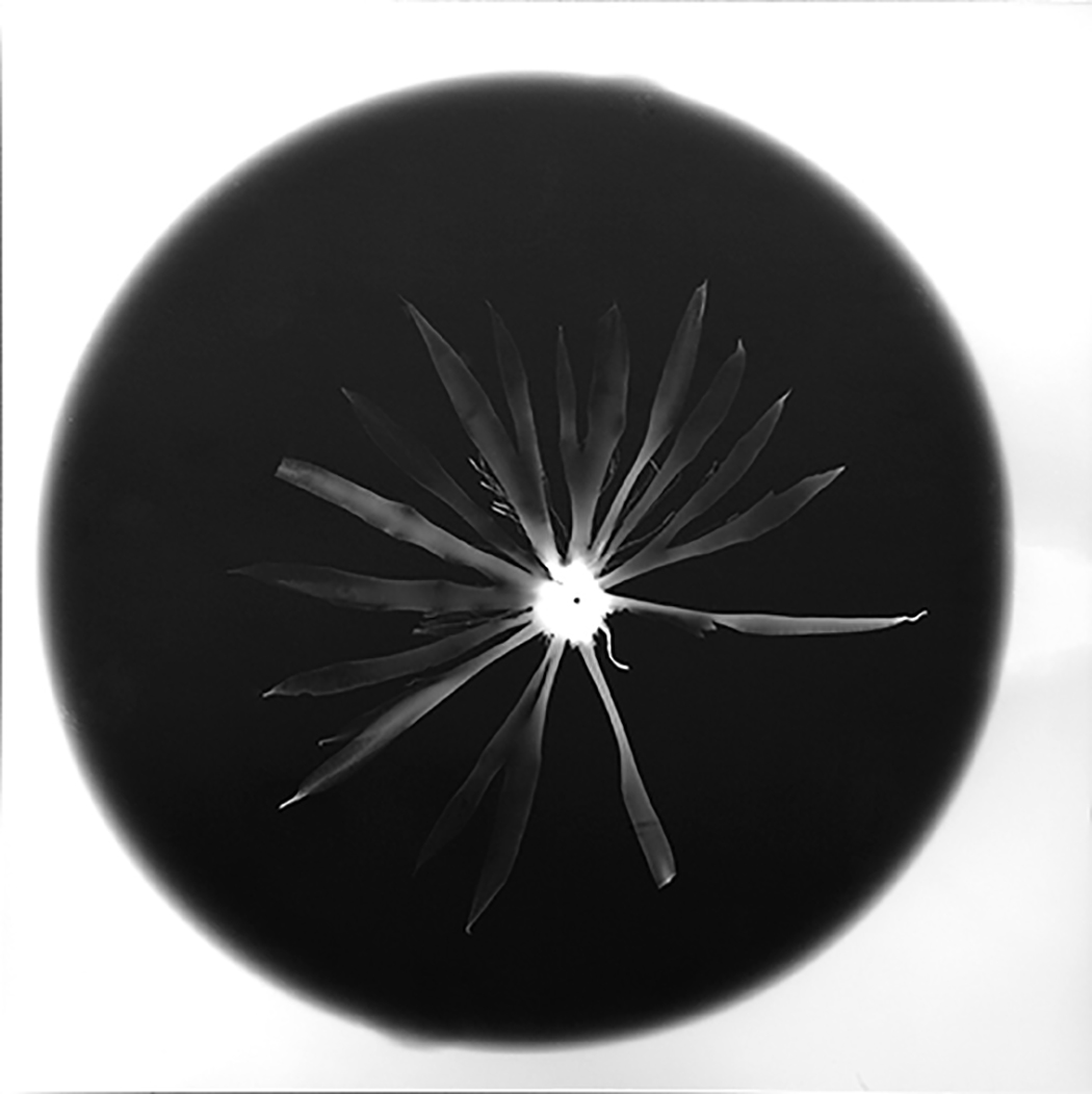 Night Blooming .jpg