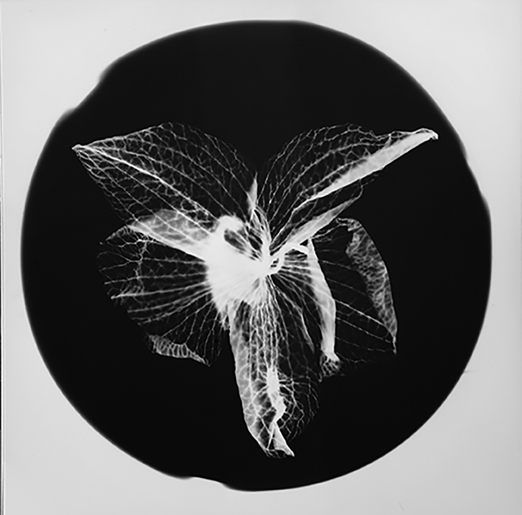 Orchid #3.jpg