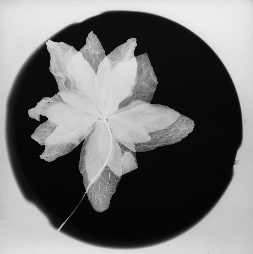 I have always been fascinated by photograms. In creating a piece I am guided both by a desire to be surprised by the object and awed when it happens. Sometimes the magic happens right away, an instant gift, which gives me a desire to create more.