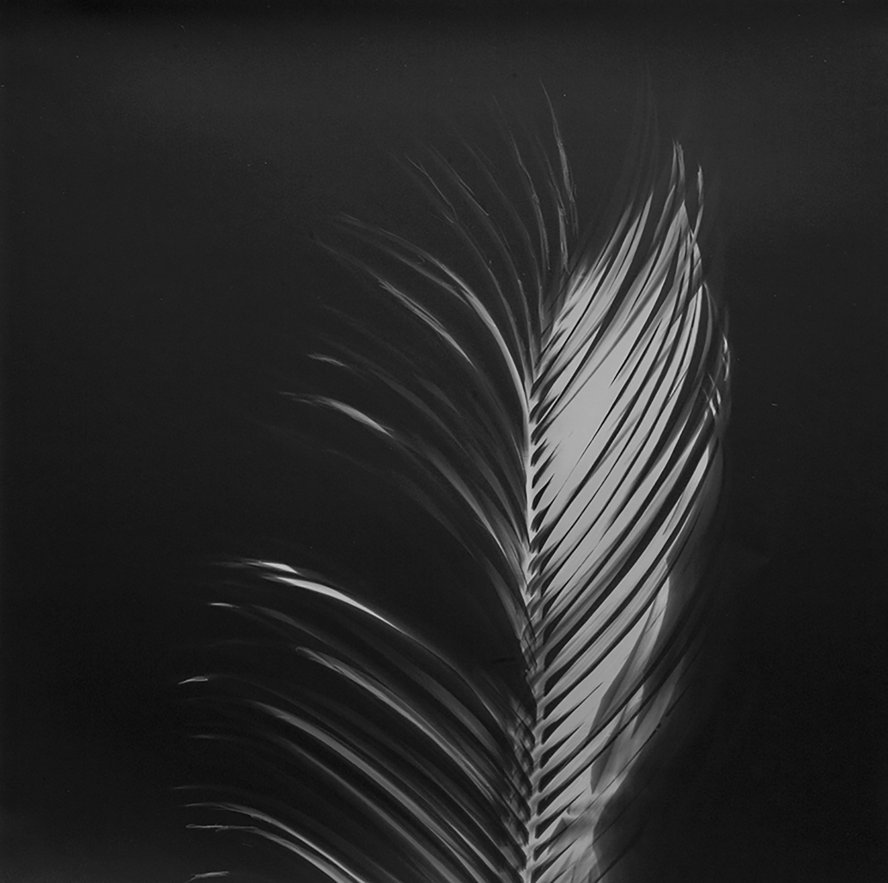 Palm 2.jpg