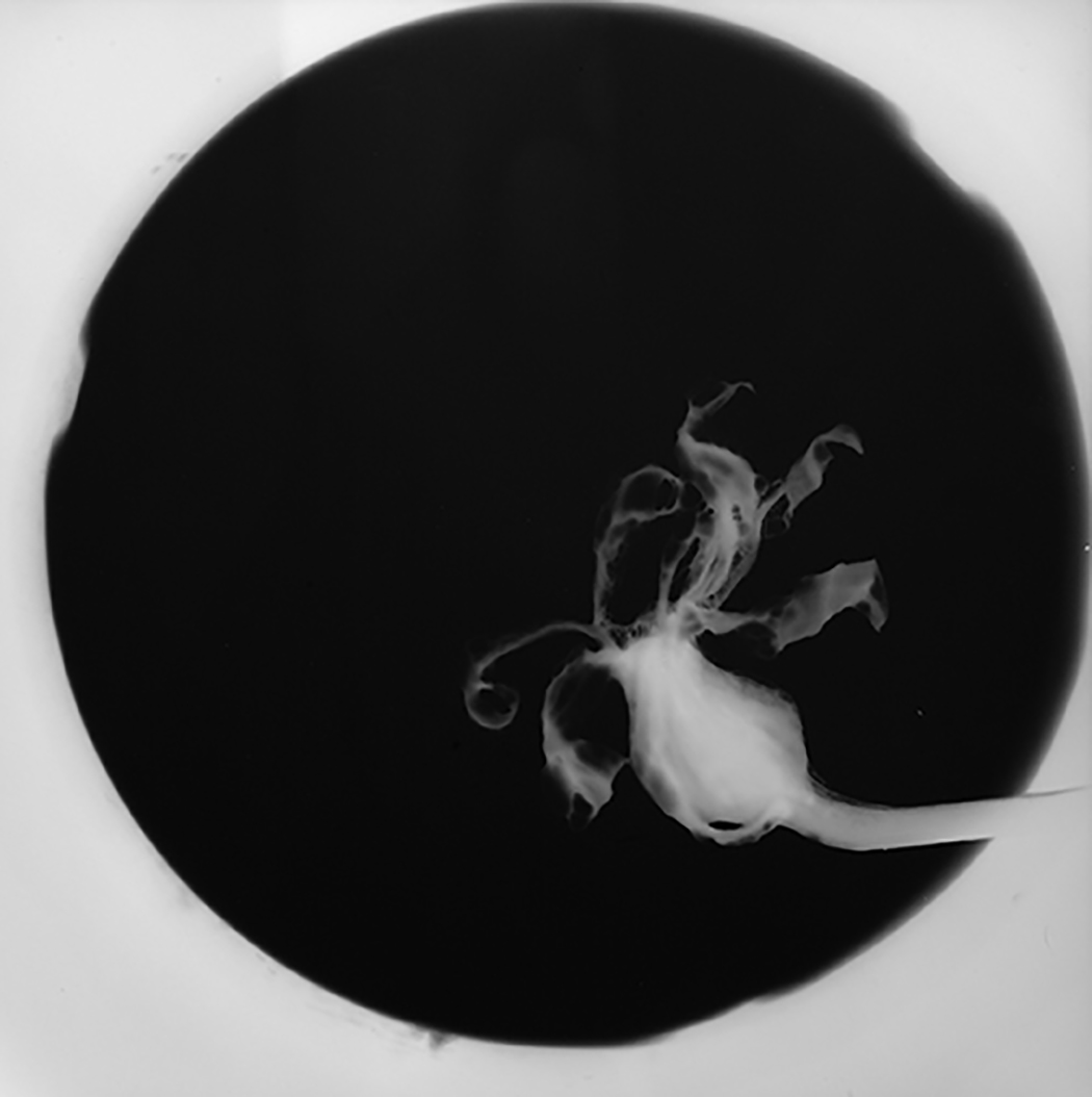 Squash Blossom.jpg