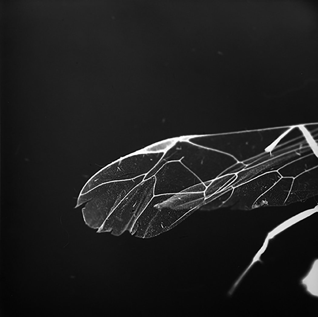 Wing.jpg