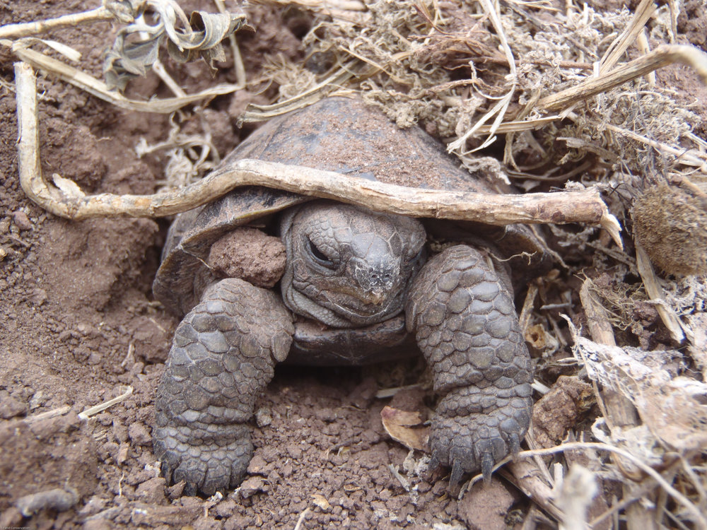 A Pinzon tortoise hatchling in the wild.