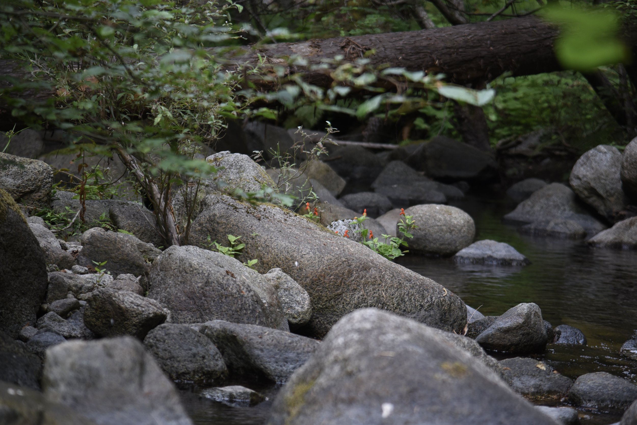 DSC_4877 (1).JPG