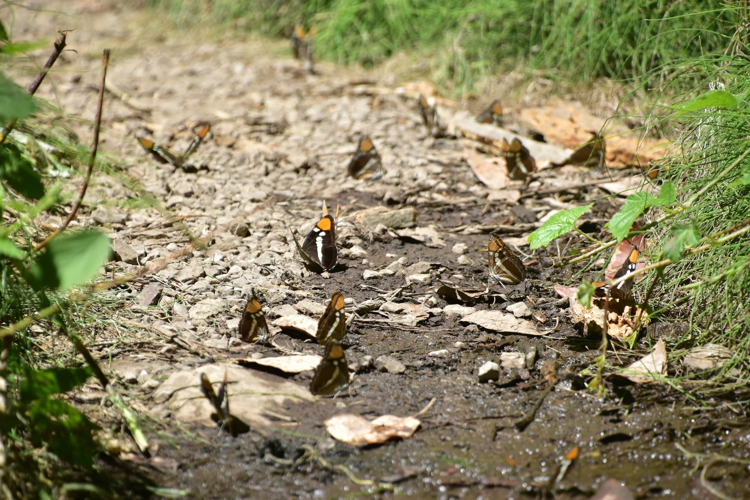 DSC_0283.JPG