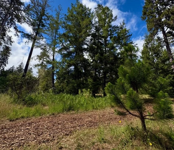A Different Pace in the Santa Cruz Mountains