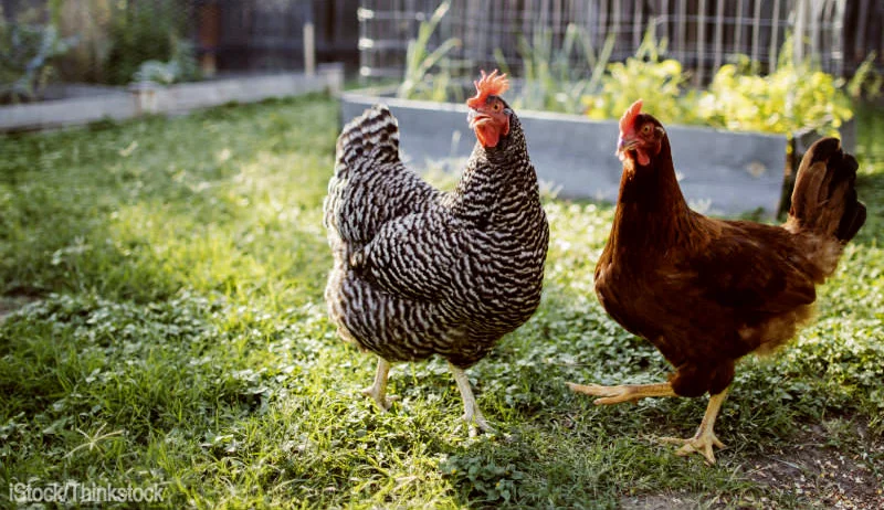 rehome-chickens-featured.jpg