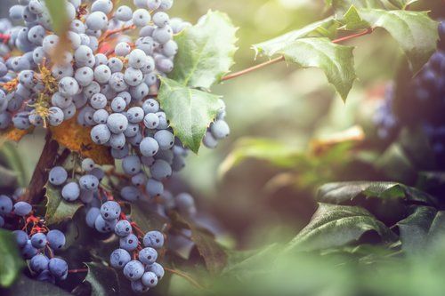 profelis_aurata-755710-unsplash.jpg