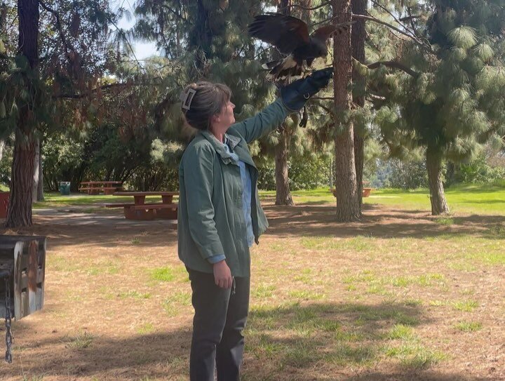 A Saturday morning well spent, doing a little casual falconing in Debs Park with @mrtimlong @ajagabel and @rathbone.emma under the guidance of LA&rsquo;s resident falconer @hawkonhand, who brought three gorgeous birds for us to meet: Archie the barn 