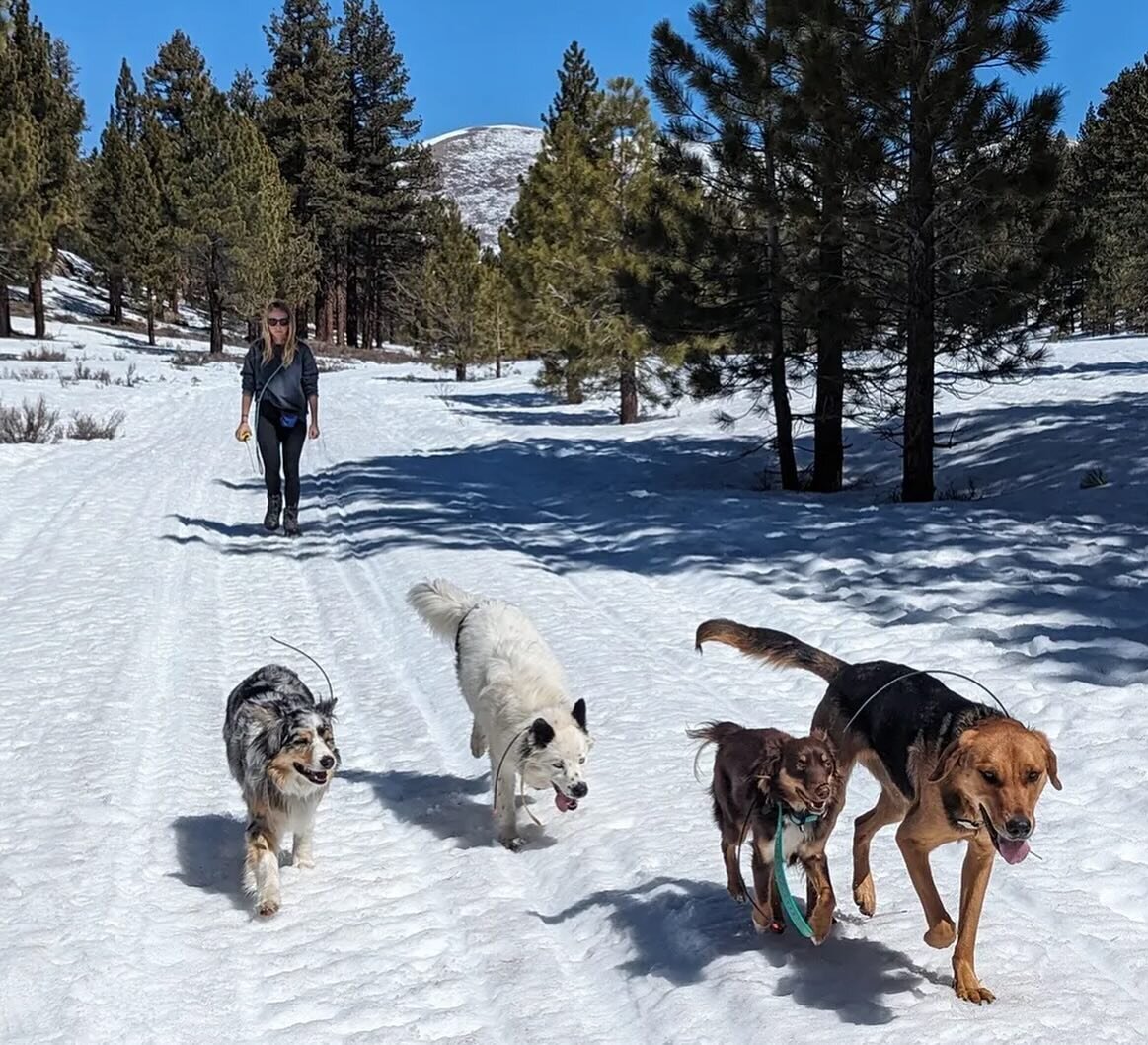 Sally and I went on a girl&rsquo;s trip to Mammoth this week. While I skied, she went off-leash hiking with a big gaggle of dogs thanks to the Pup Hiking Co. and had the time of her life. It turns out, all it takes is to get to the bottom of her ener