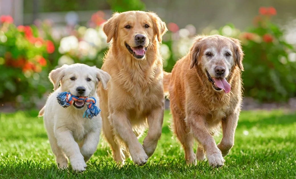 Firefly_Gemini-Flash_Show-a-pack-of-3-dogs-running-together.-One-is-a-puppy,-one-is-an-adult-dog,-and-one--97746.jpg
