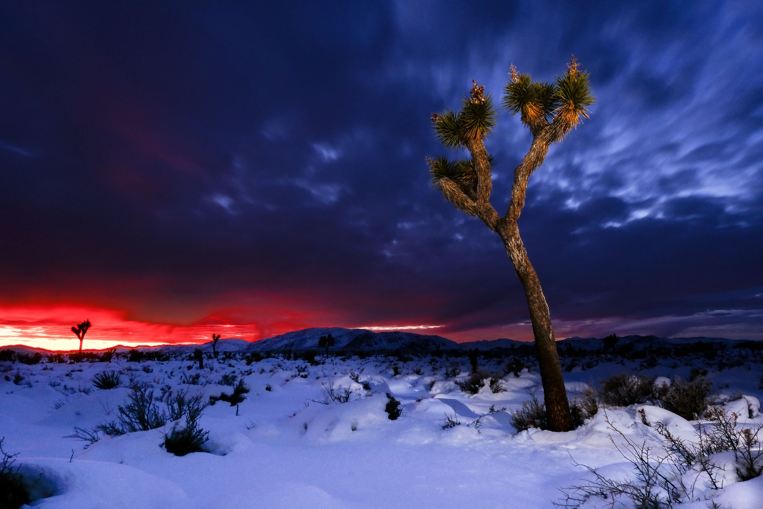 joshua tree-1.jpg