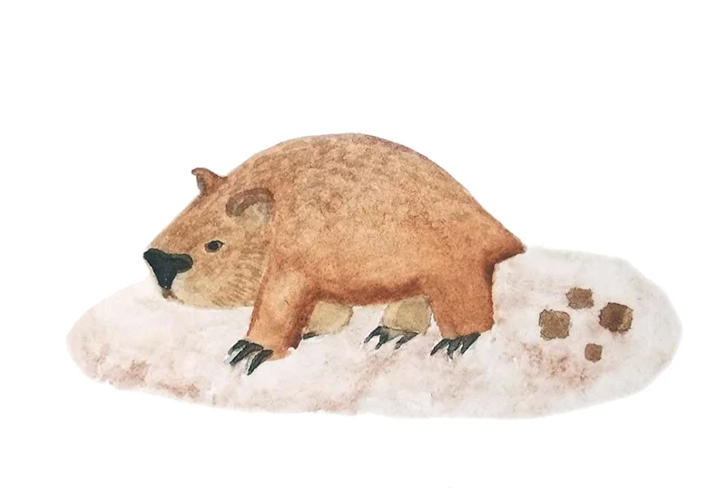 Wombat for card.jpg