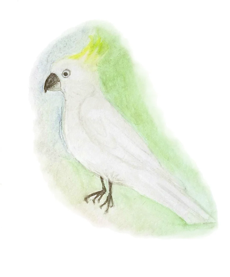 Cockatoo for card.jpg