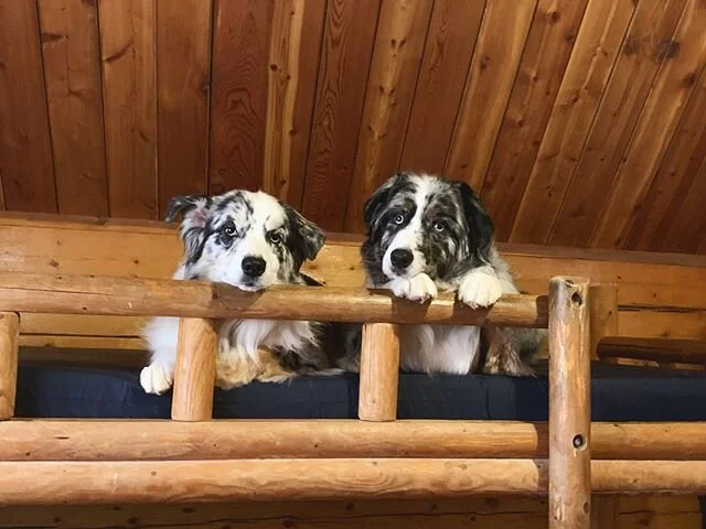 Happy bday to these pups and all their siblings