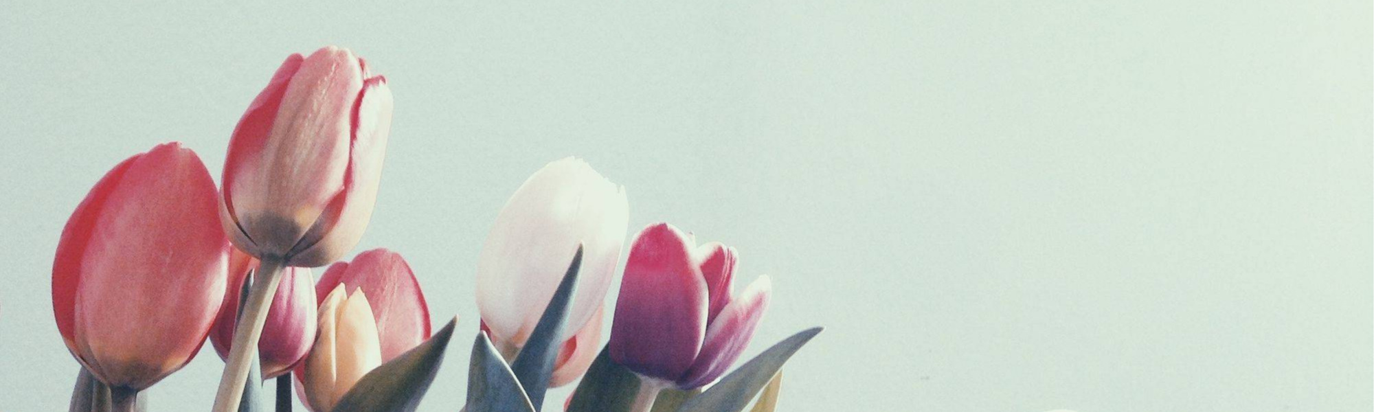 TulipsLarge2000.jpg