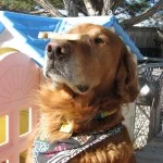 Oakley-Biscuit-150x150.jpg