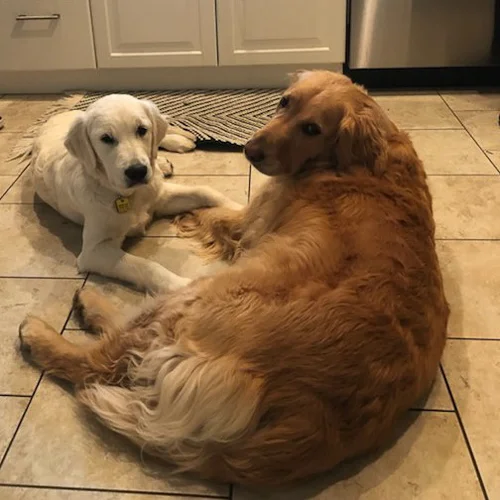 Brie and Sage
