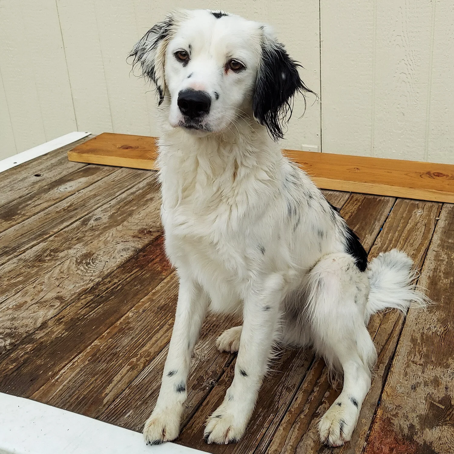 Golden Retriever Dalmatian Cross Puppies For Sale Golden Irish