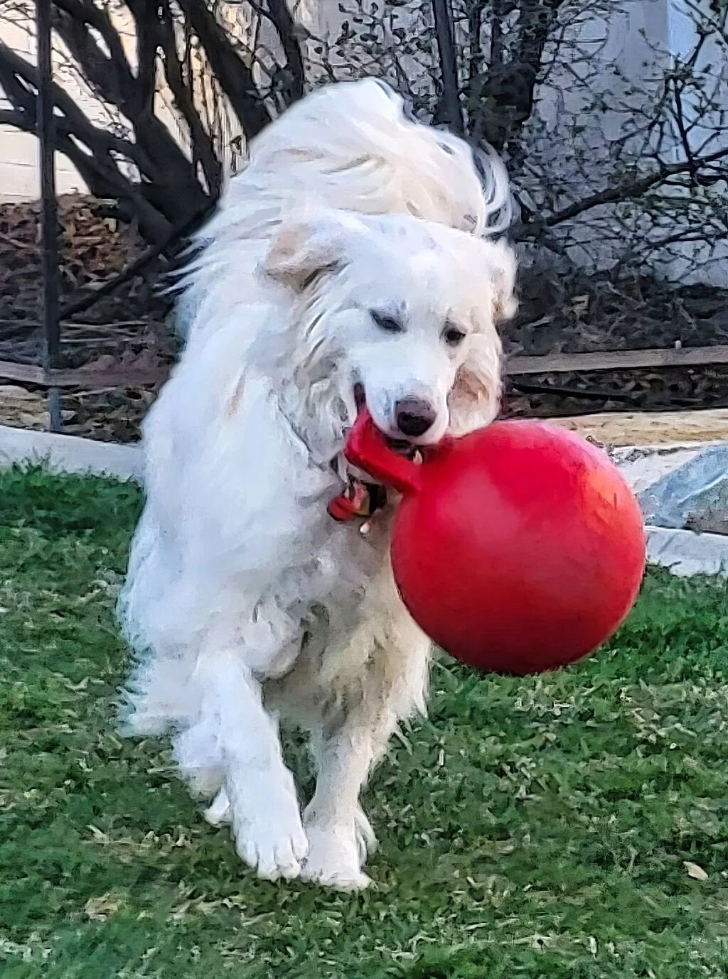 Companion Golden Retriever Rescue FYRI