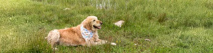 HdrBanner5.jpg
