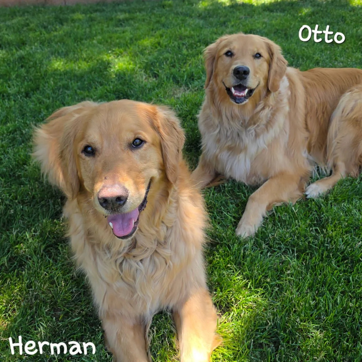 Otto -- ADOPTED