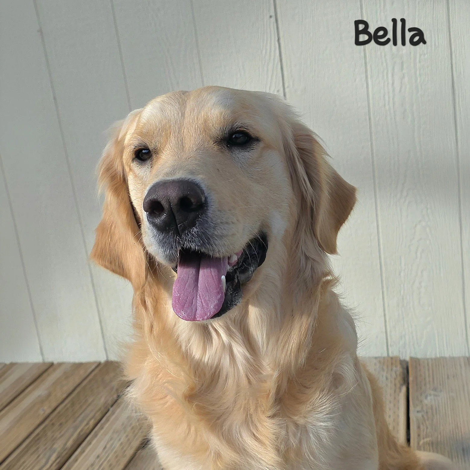 Bella -- ADOPTION PENDING