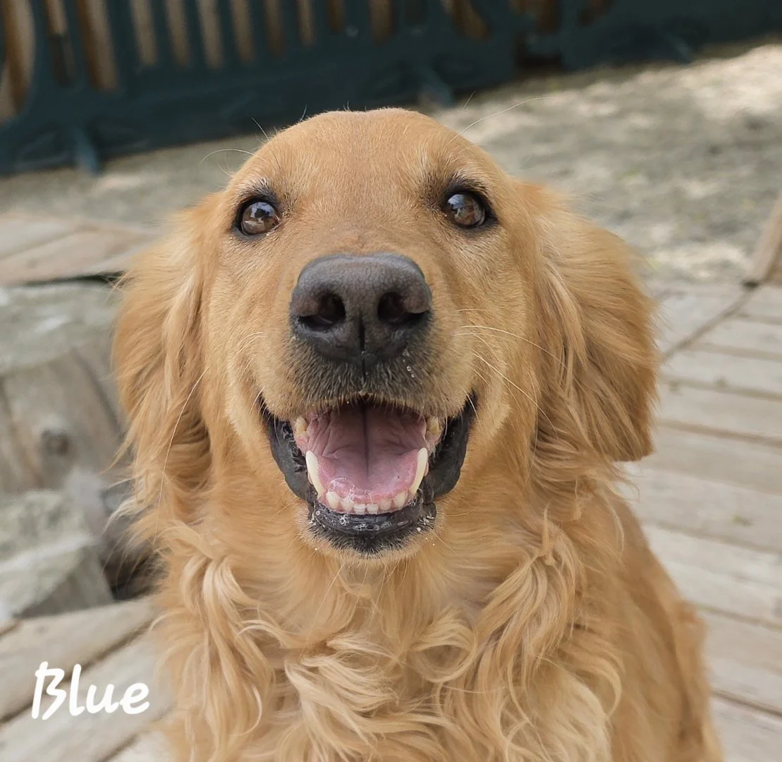Little Girl Blue -- ADOPTION PENDING